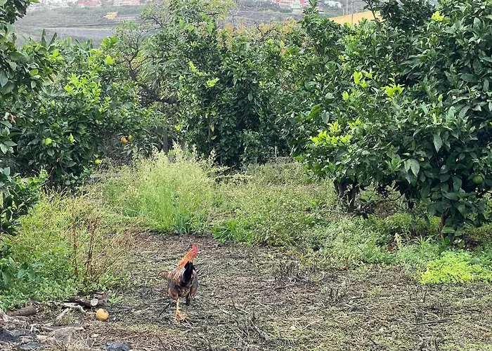 Bollullo Sunset - Bucare * La Orotava
